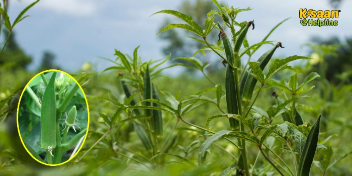 जानिए ग्रीष्मकालीन भिन्डी की खेती करने के लिए उचित समय और खेती के तरीको के बारे में
